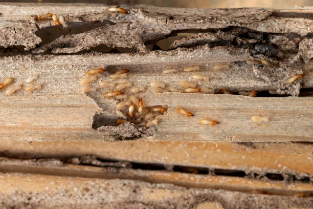 Best Local Pest Control Services  in Duboistown, PA